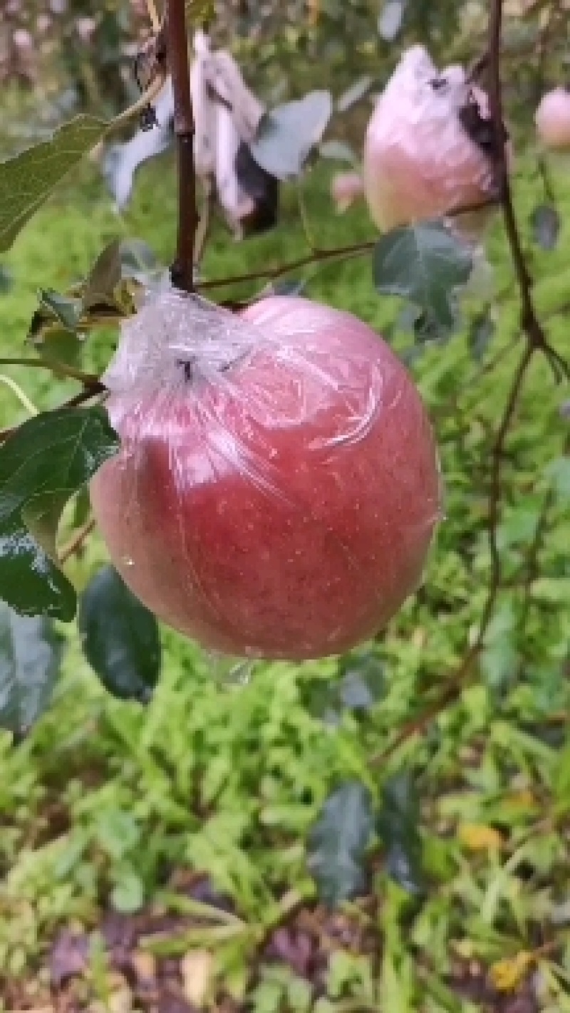 红富士苹果山西临猗膜袋冰糖心苹果供应电商商场社区团购