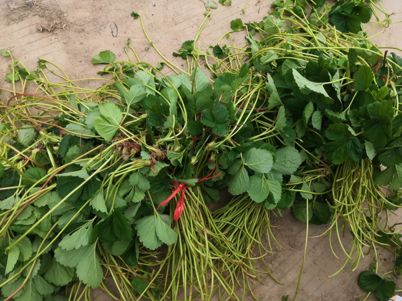 奶油草莓小苗定植后一周生长情况,展示缓苗后的正常生长状态 奶油草莓小苗定植后一周生长情况