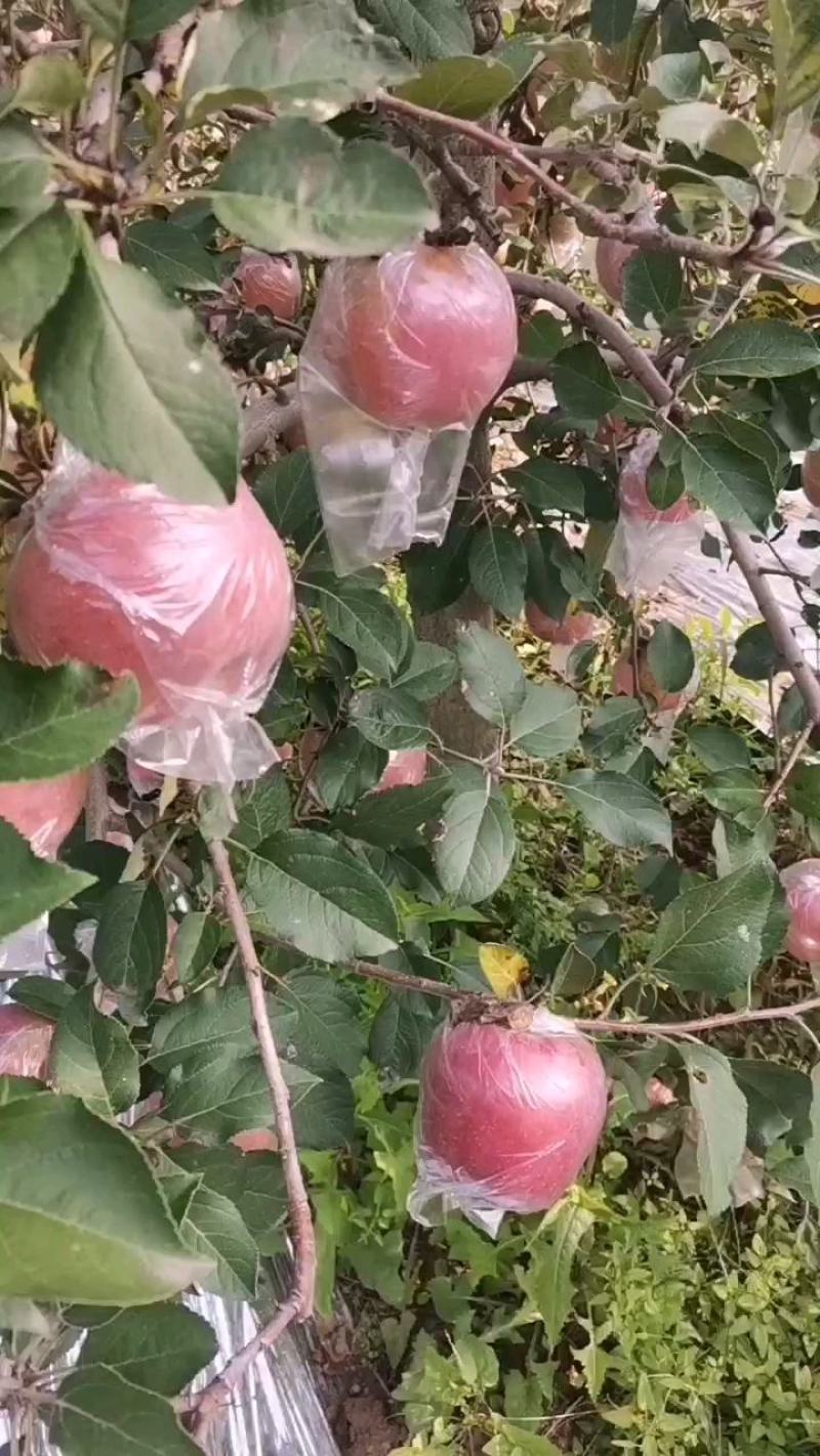 红富士苹果山西临猗膜袋冰糖心苹果供应电商商场社区团购
