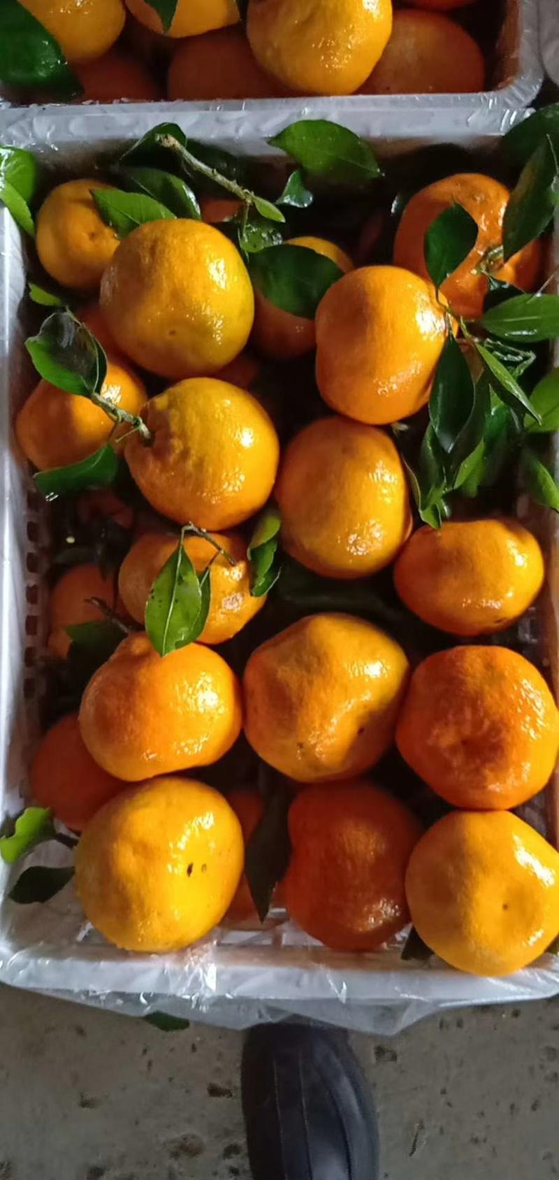 丑橘粑粑柑无籽化渣，一手货源大量价优保质保量