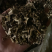 紫苏梗苏梗好统货新货供应各种中药材