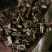紫苏梗苏梗好统货新货供应各种中药材