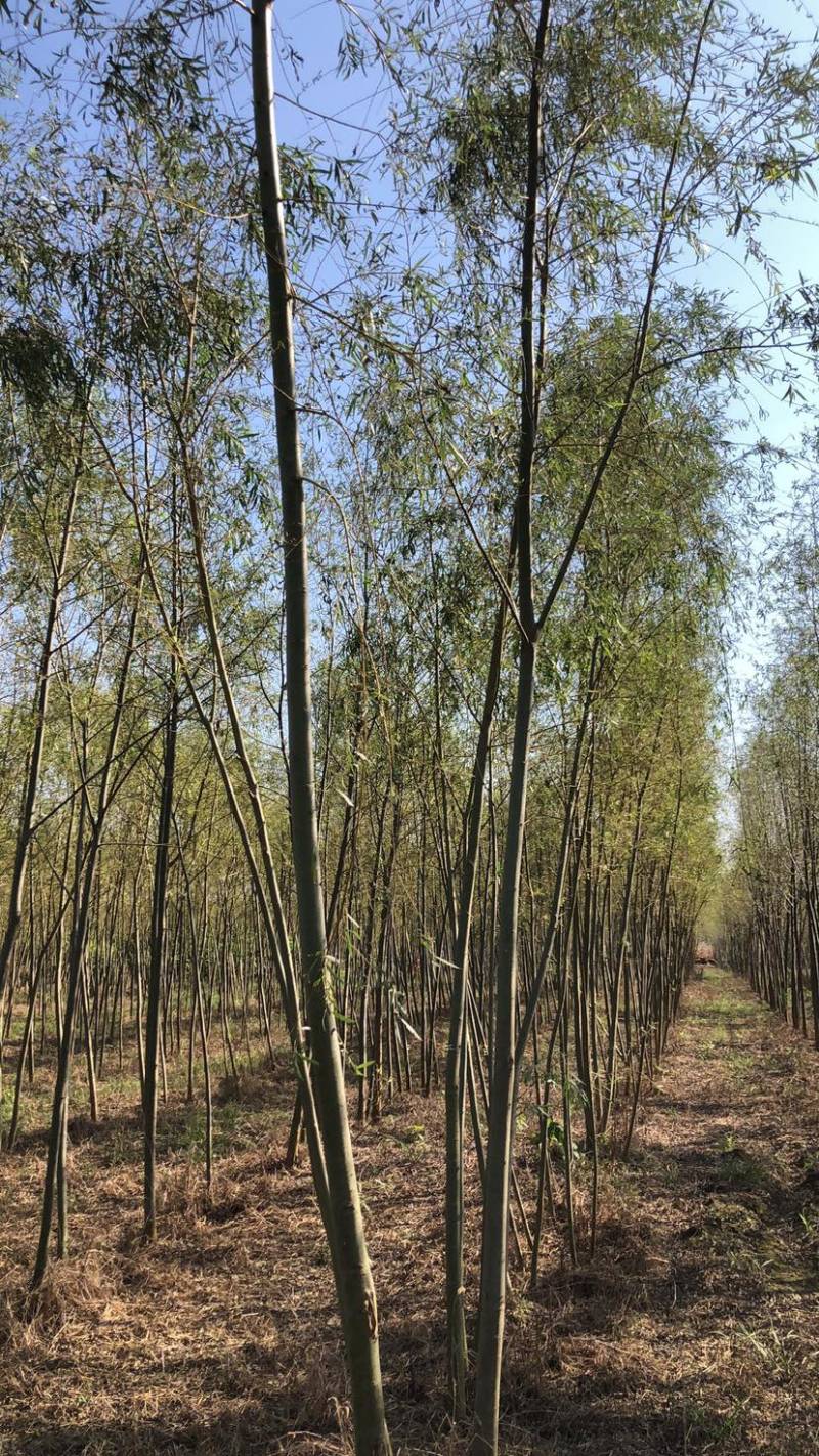 黄垂柳树，青垂柳各规格齐全，土球裸根可操作，苗圃货源