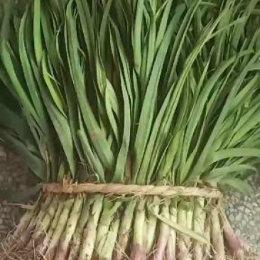 大丰区大蒜