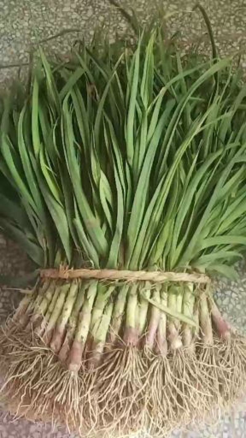 大丰区大蒜