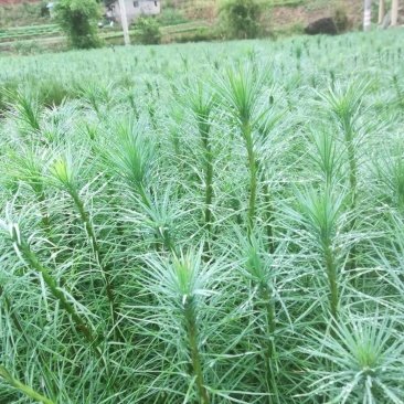 精品华山松苗，长期出售华山松苗（又名磕松）量大从优