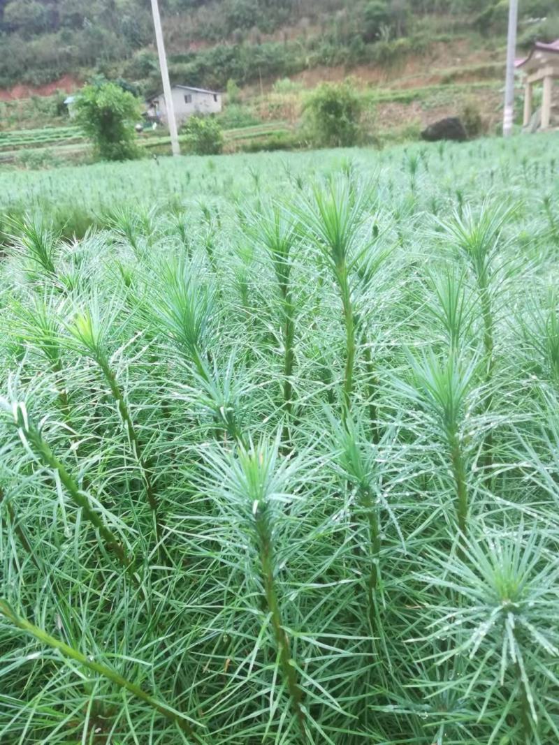 精品华山松苗，长期出售华山松苗（又名磕松）量大从优