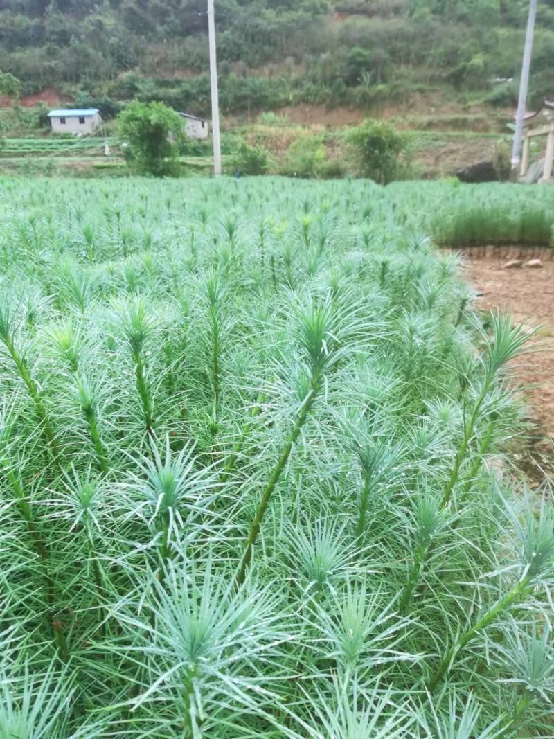 精品华山松苗，长期出售华山松苗（又名磕松）量大从优