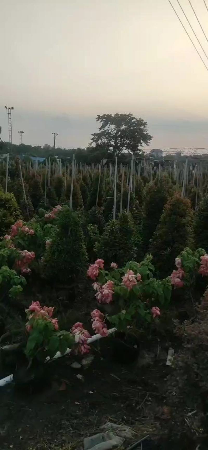 红车。基地批发。各种规格齐全。量大从优，优惠多多。