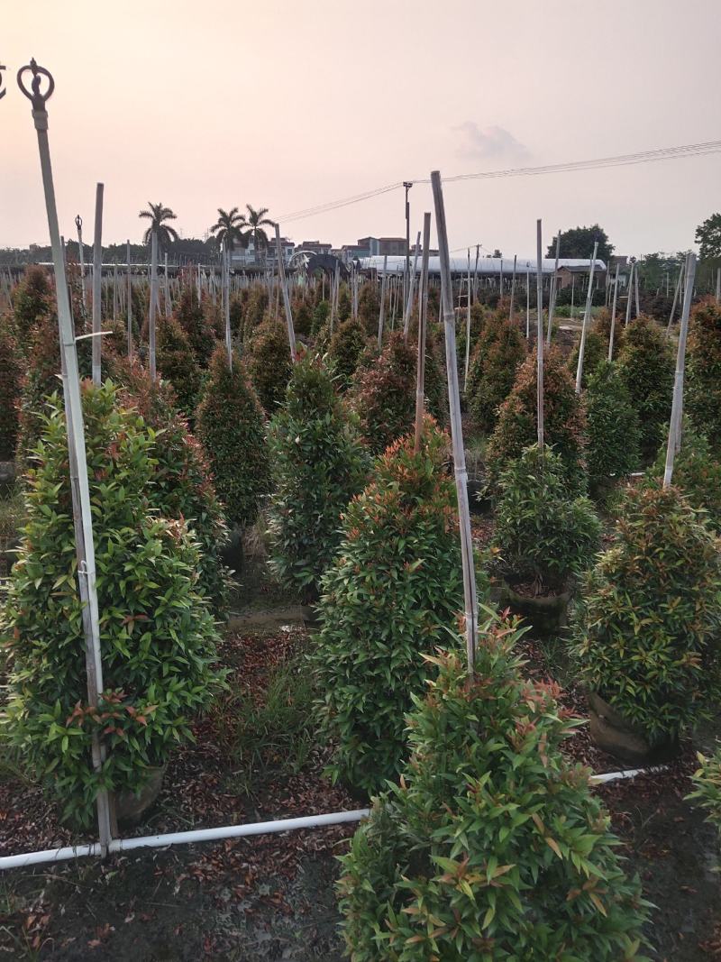 红车。基地批发。各种规格齐全。量大从优，优惠多多。