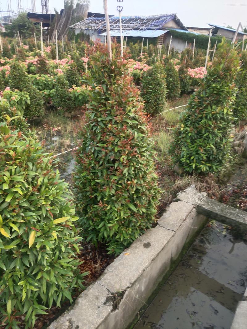 红车。基地批发。各种规格齐全。量大从优，优惠多多。