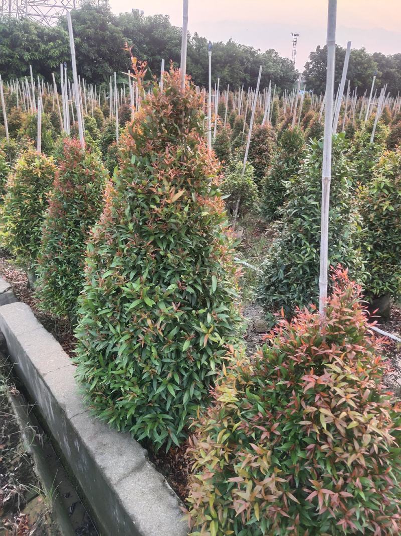 红车。基地批发。各种规格齐全。量大从优，优惠多多。