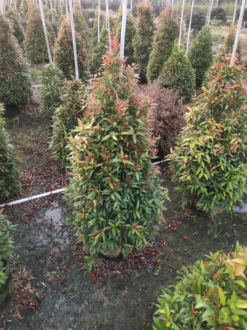 红车。基地批发。各种规格齐全。量大从优，优惠多多。