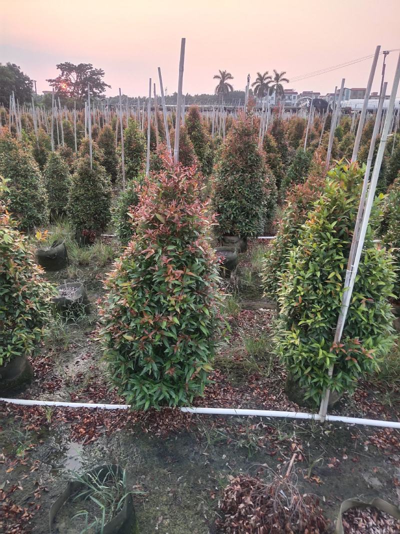 红车。基地批发。各种规格齐全。量大从优，优惠多多。