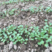 肥田萝卜种子果园天然绿肥专用增肥土壤抑制杂草果树优选