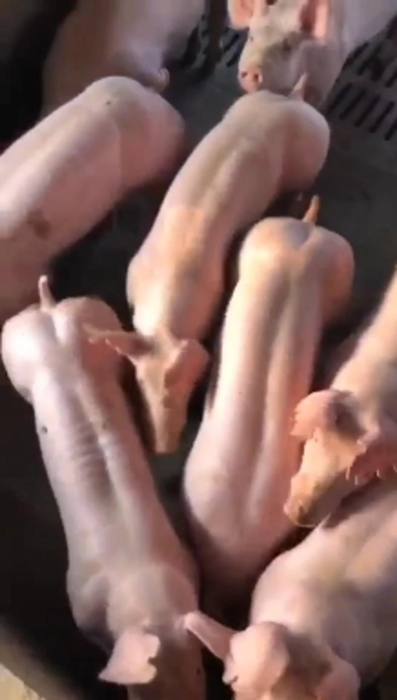出售原种太湖苏太约克长白二元母猪，全国三头起发货
