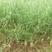 肥田萝卜种子果园天然绿肥专用增肥土壤抑制杂草果树优选