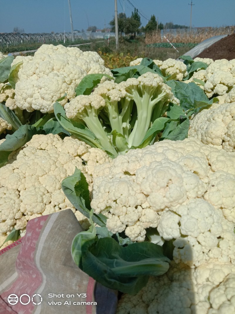有机花菜，砀山本地一手货源，乳白，青梗，散花欢迎来电