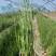 木贼竹节草水生植物生产基地水生植物种植户