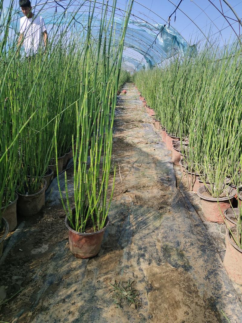 木贼竹节草水生植物生产基地水生植物种植户