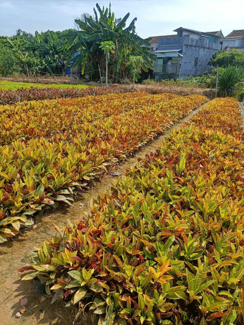 变叶木观叶植物启航园林直供一手货源量大从优欢迎