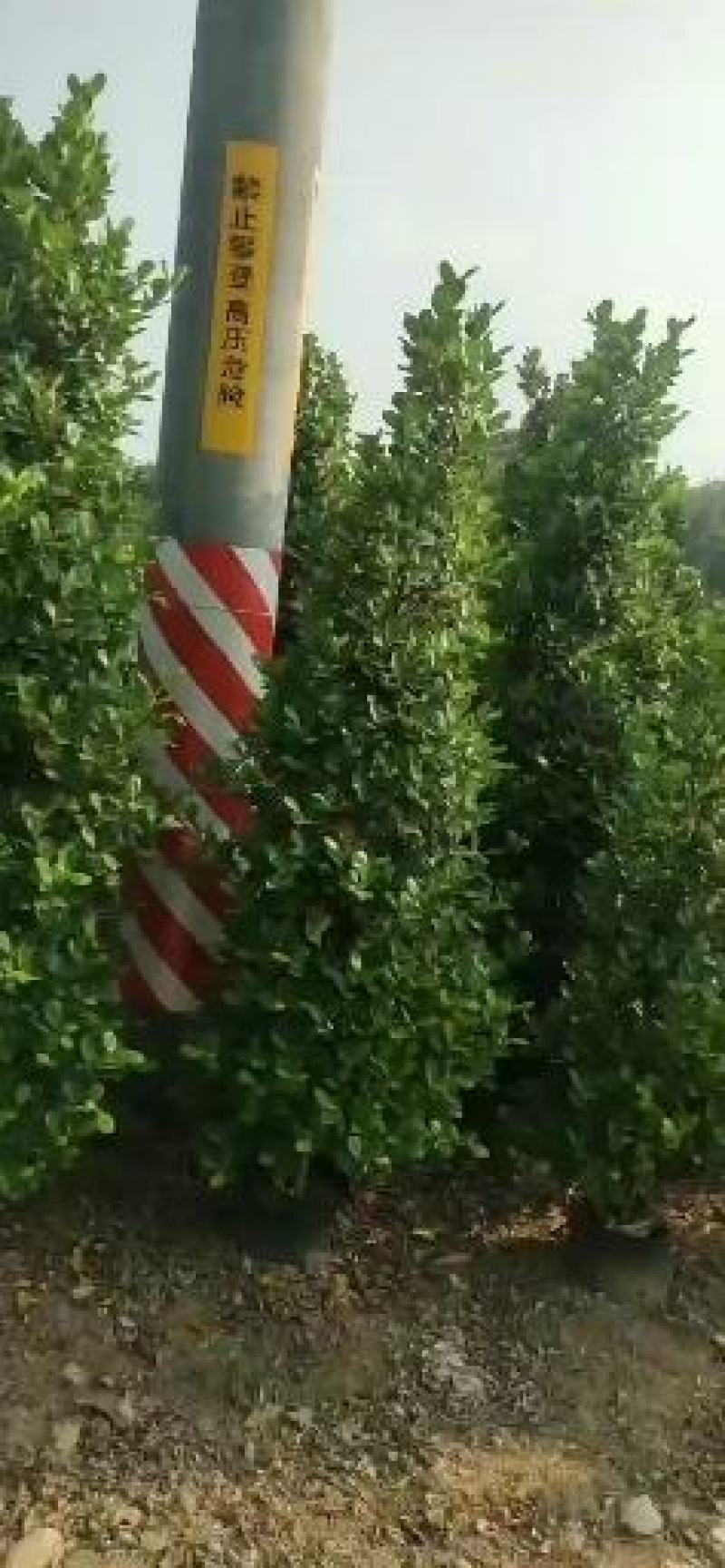 金钱榕，火山榕，各种绿化苗木。，基地批发，规格齐全，