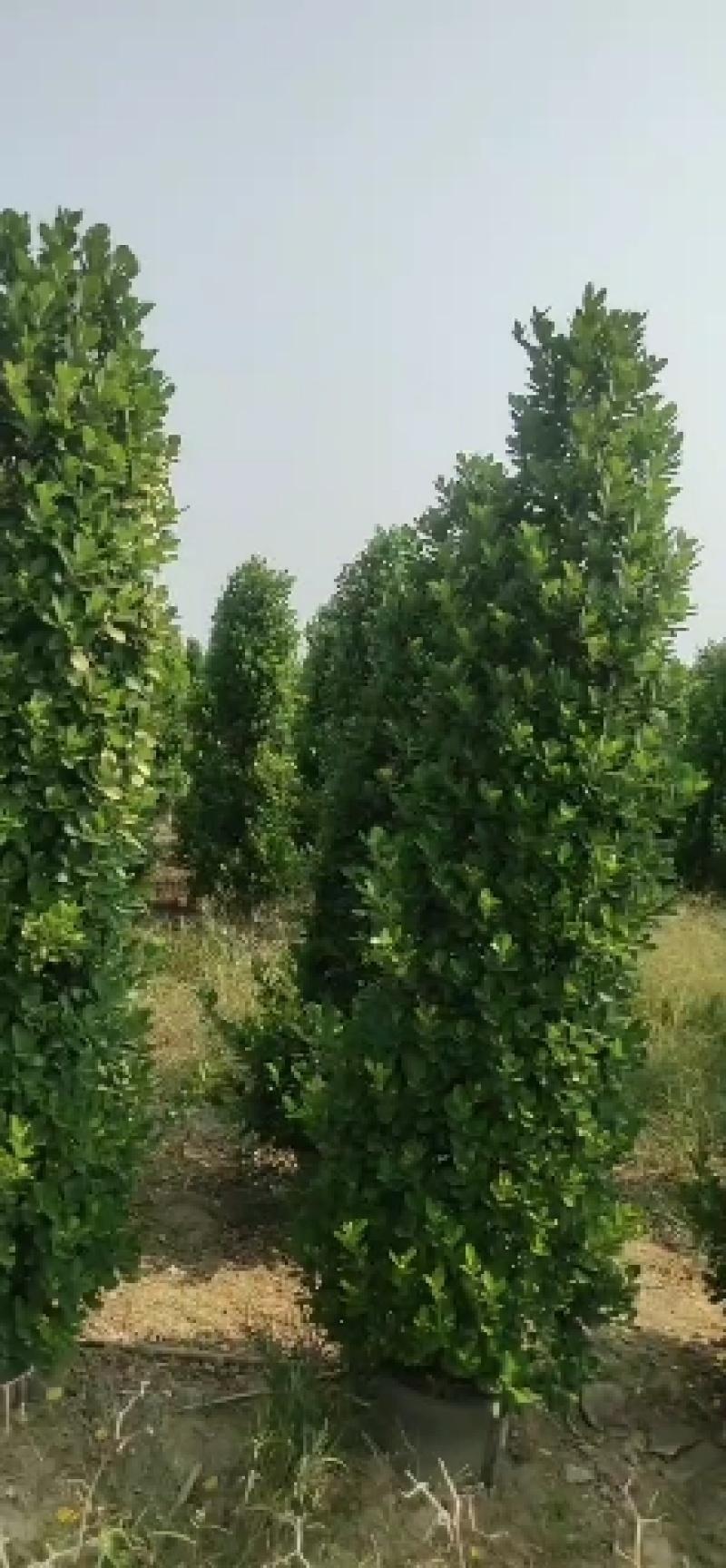金钱榕，火山榕，各种绿化苗木。，基地批发，规格齐全，