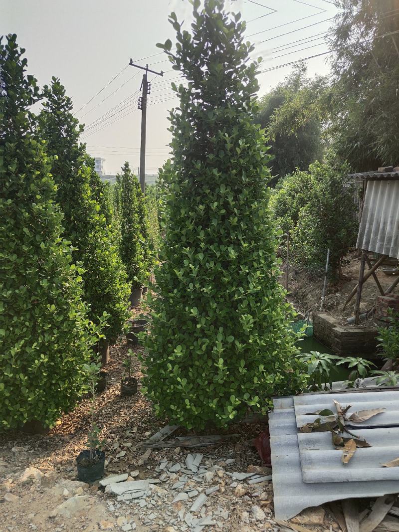 金钱榕，火山榕，各种绿化苗木。，基地批发，规格齐全，