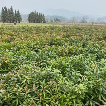 木荷小苗一年生木荷小苗木荷地苗裸根苗