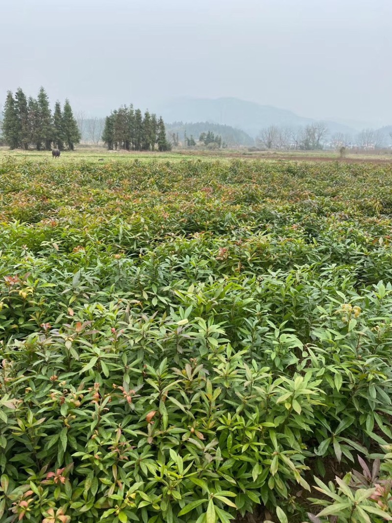木荷小苗一年生木荷小苗木荷地苗裸根苗