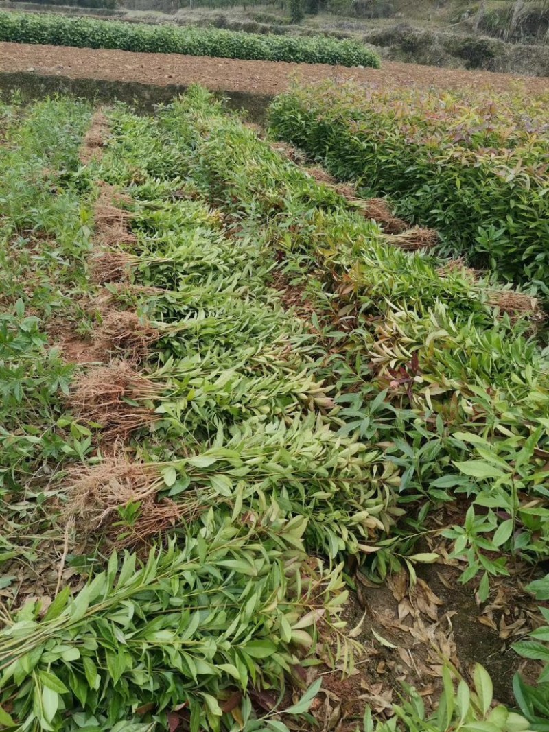 木荷小苗一年生木荷小苗木荷地苗裸根苗