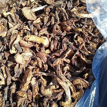 松蘑条黄蘑条大量有货个头均匀欢迎采购