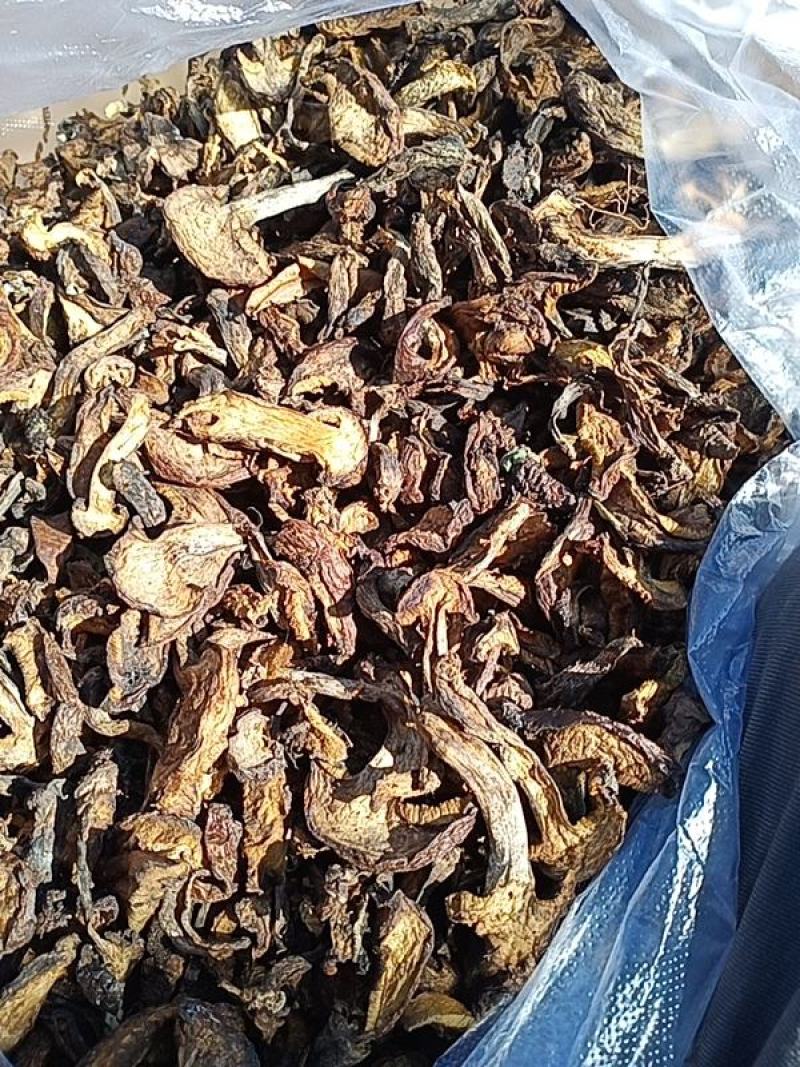 松蘑条黄蘑条大量有货个头均匀欢迎采购