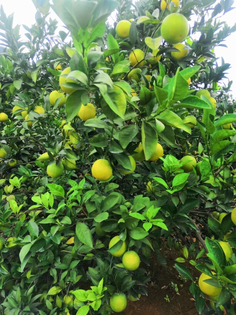 大量红江橙上市