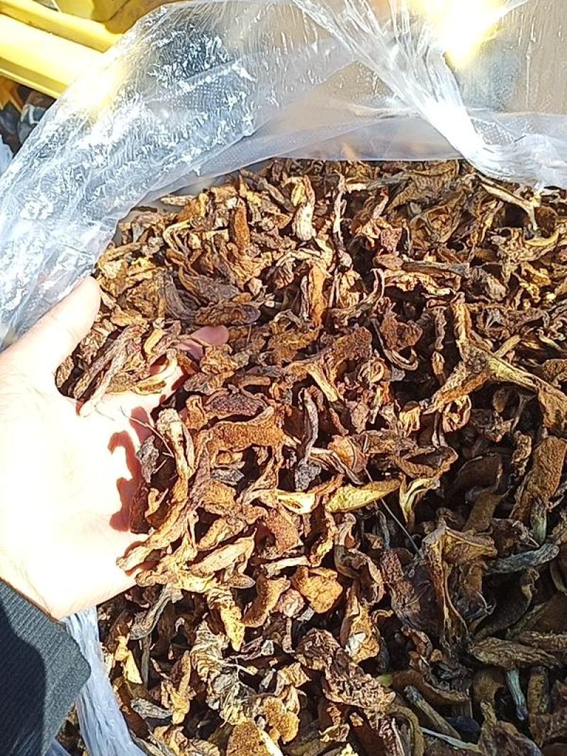 松蘑条黄蘑条大量有货个头均匀欢迎采购
