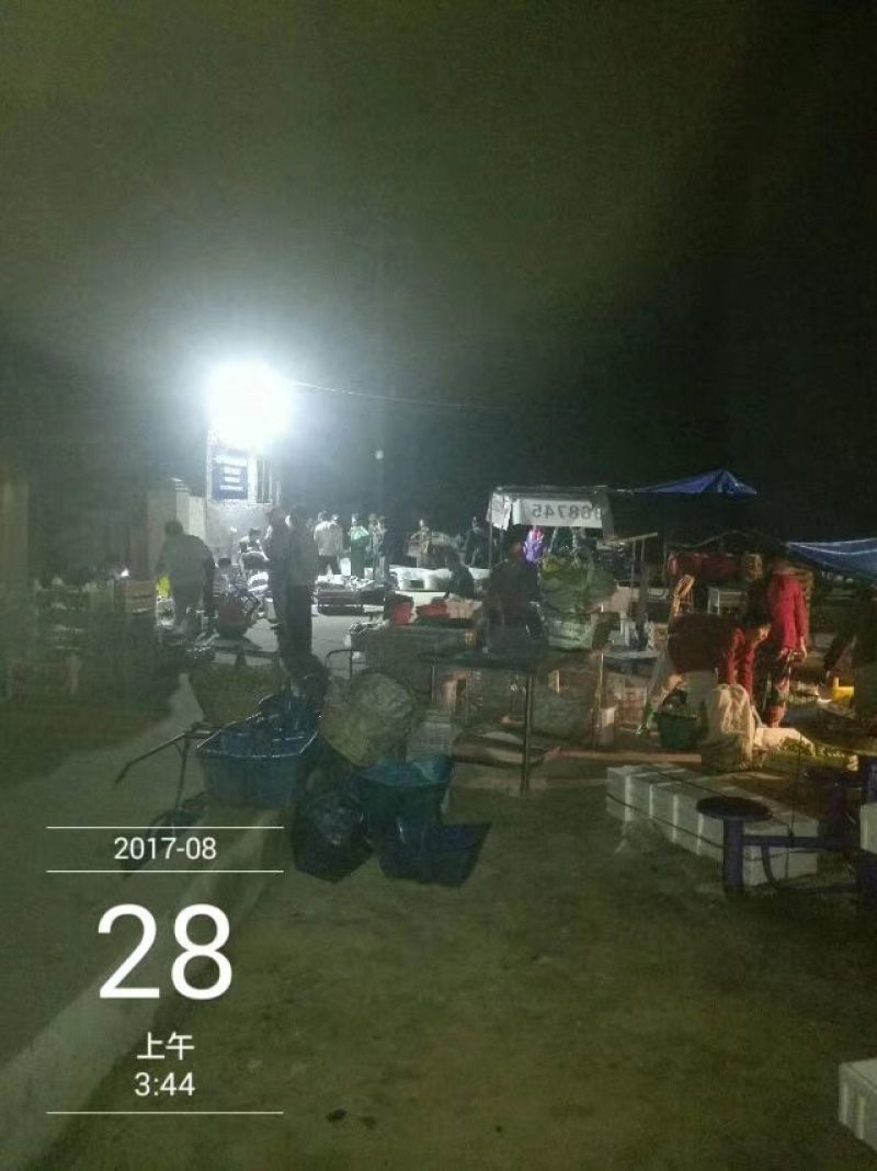 威海青皮无花果基地供货商，专业工厂果及市场果，社区团代办