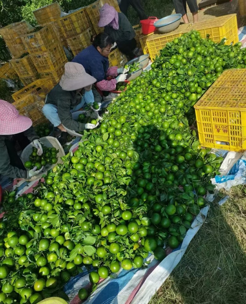 广西皇帝柑，甜蜜蜜，又称贡柑。果大肉脆，属于桔中上品