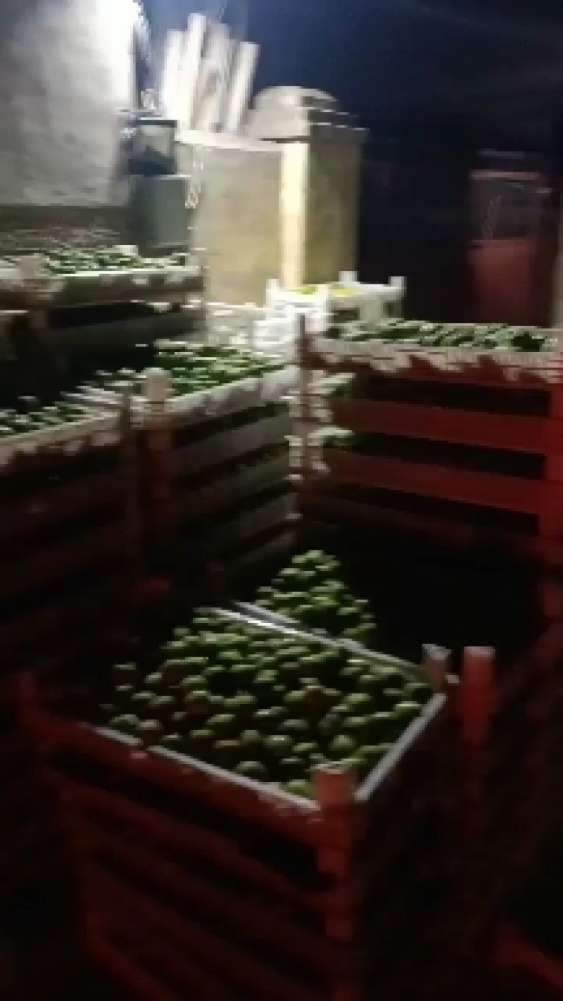 威海青皮无花果基地供货商，专业工厂果及市场果，社区团代办