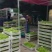 威海青皮无花果基地供货商，专业工厂果及市场果，社区团代办