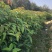 香樟小苗香樟苗香樟树樟树苗一年生香樟小苗