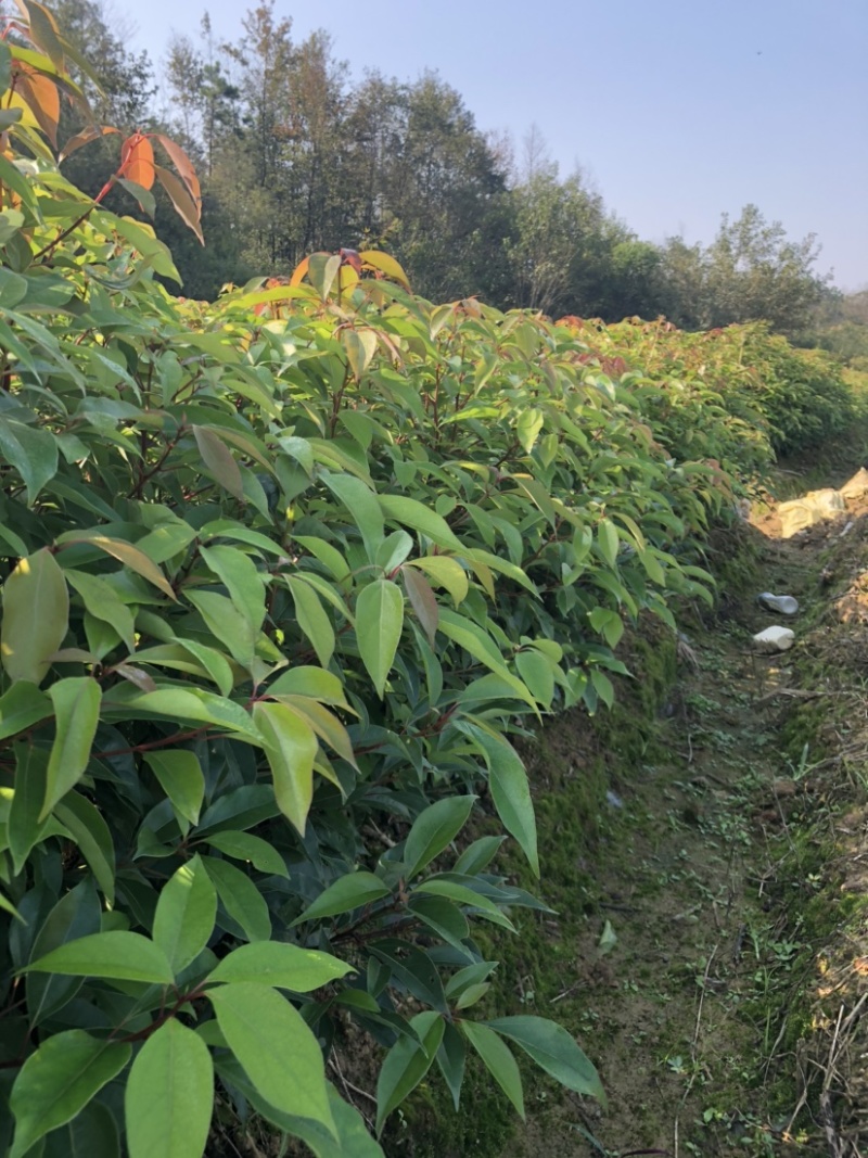 香樟小苗香樟苗香樟树樟树苗一年生香樟小苗