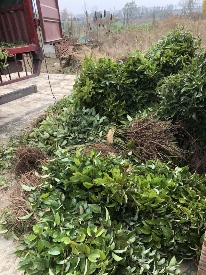 香樟小苗香樟苗香樟树樟树苗一年生香樟小苗