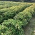 香樟小苗香樟苗香樟树樟树苗一年生香樟小苗