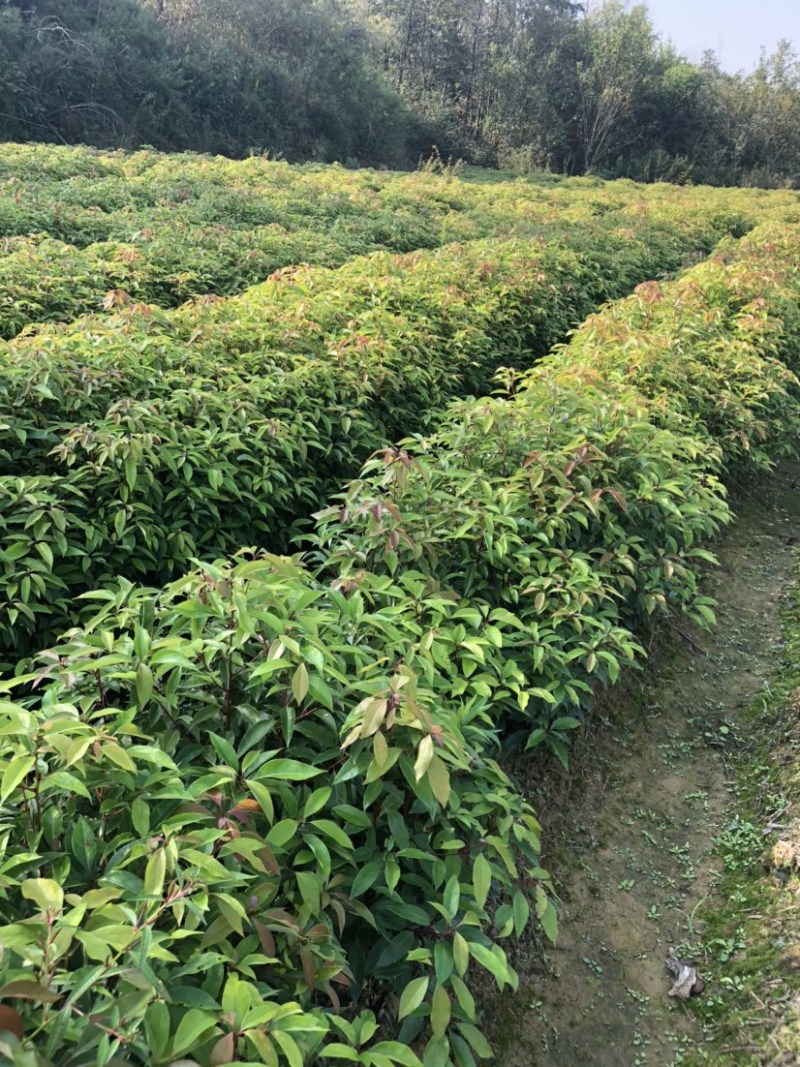 香樟小苗香樟苗香樟树樟树苗一年生香樟小苗