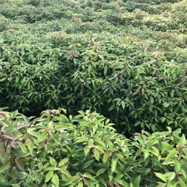 香樟小苗香樟苗香樟树樟树苗一年生香樟小苗