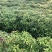 香樟小苗香樟苗香樟树樟树苗一年生香樟小苗