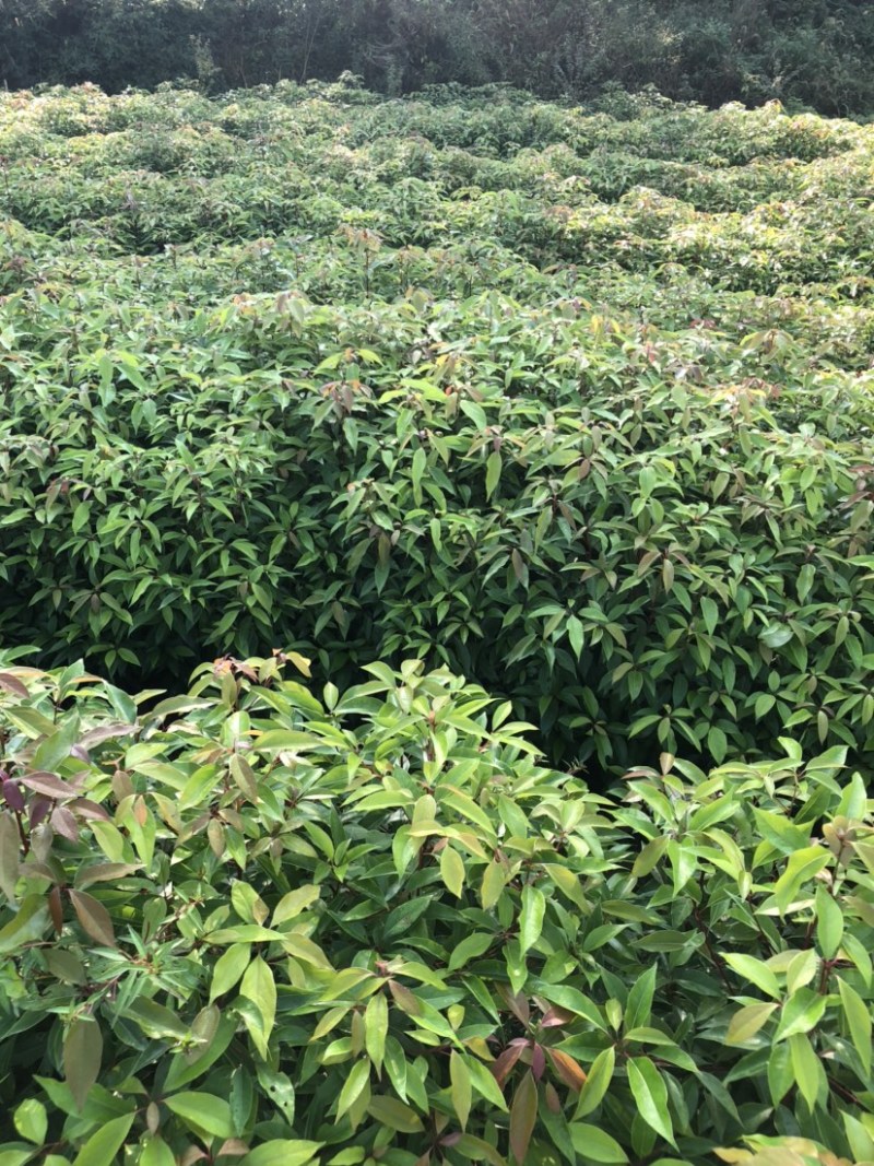 香樟小苗香樟苗香樟树樟树苗一年生香樟小苗