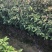 香樟小苗香樟苗香樟树樟树苗一年生香樟小苗