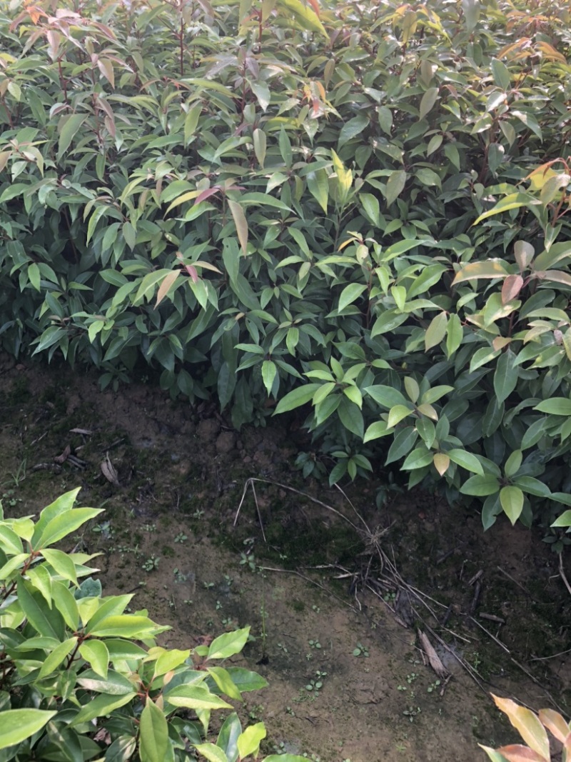 香樟小苗香樟苗香樟树樟树苗一年生香樟小苗