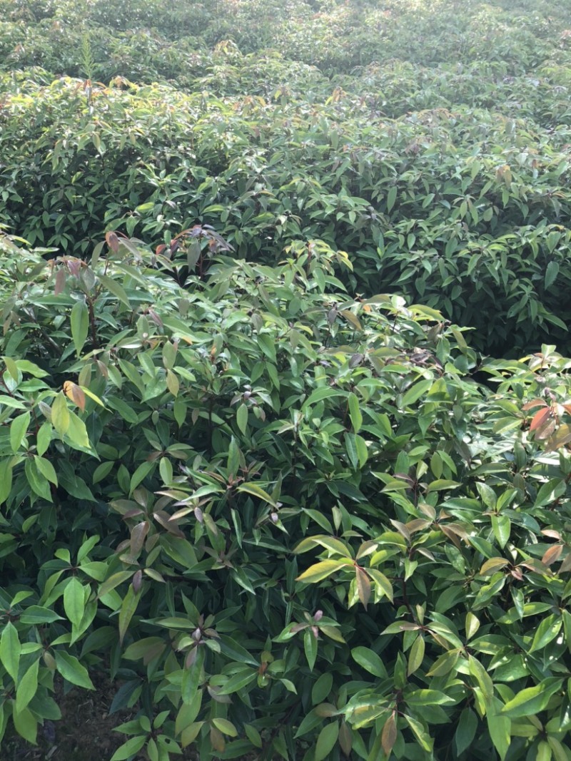 香樟小苗香樟苗香樟树樟树苗一年生香樟小苗